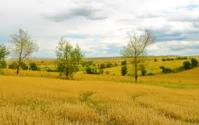 wheat-field-3