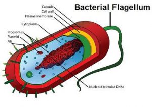 flagellum-bacteria